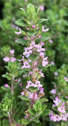 THYMUS vulgaris 'Dot Wells' (French Culinary), French Culinary Thyme
