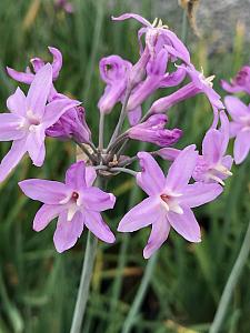 TULBAGHIA violacea 'Edinburgh' (formerly 'Big Violet'), Big Violet Society Garlic