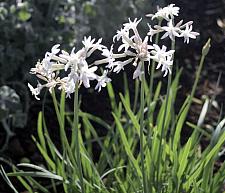 TULBAGHIA violacea 'Emerisa White' (formerly 'White'), Society Garlic