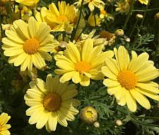ARGYRANTHEMUM frutescens 'Beauty Yellow', Marguerite Daisy