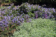 CEANOTHUS hearstiorum, Hearst's California Lilac