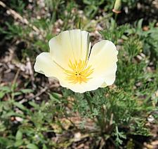 ESCHSCHOLZIA californica 'Buttermilk', California Poppy