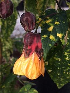 ABUTILON megapotamicum 'Paisley', Flowering Maple, Chinese Lantern