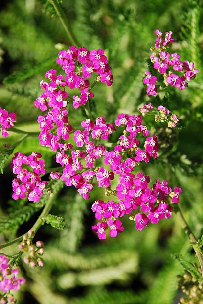 ACHILLEA Pink Island Form, Yarrow (native to the Channel Islands)