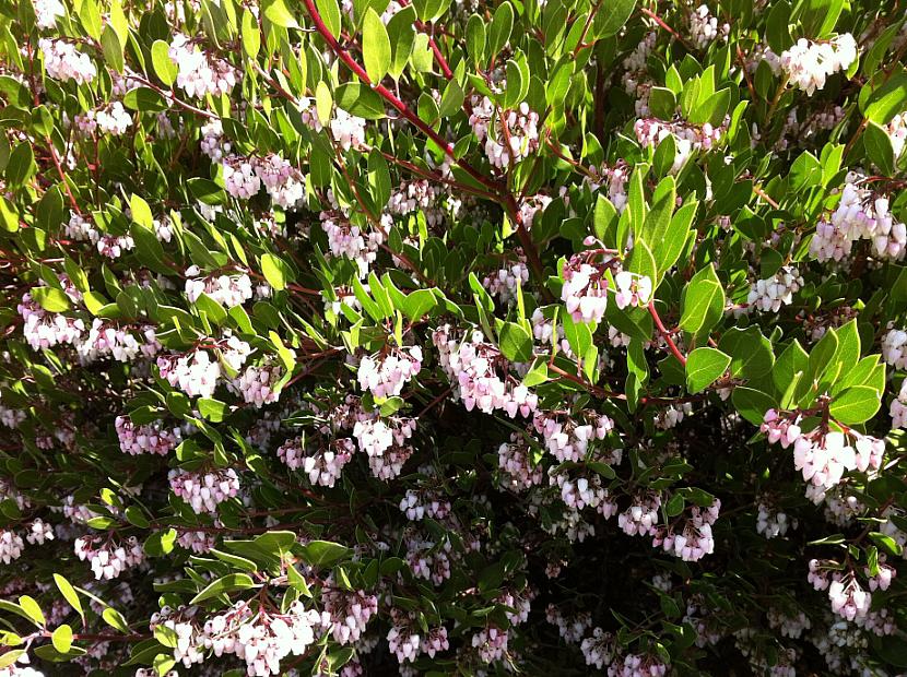 ARCTOSTAPHYLOS densiflora 'Howard McMinn', Sonoma Manzanita, Vine Hill Manzanita