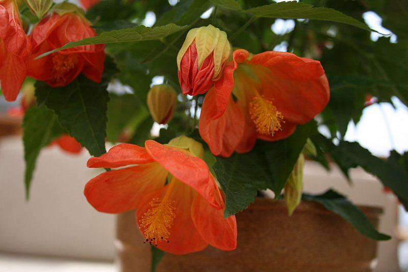 ABUTILON 'Lucky Lantern Tangerine', Dwarf Flowering Maple, Chinese Lantern