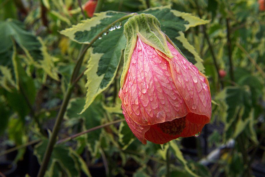 ABUTILON x hybridum 'Souvenir de Bonn', Variegated Flowering Maple, Chinese Bellflower