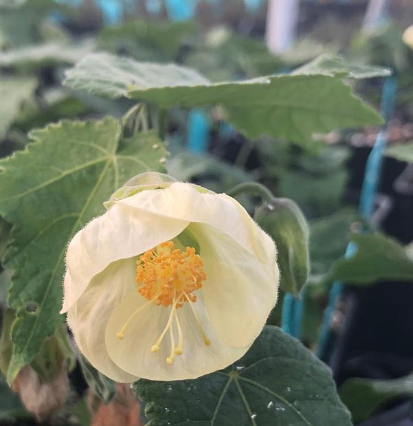 ABUTILON 'White King', Flowering Maple, Chinese Lantern