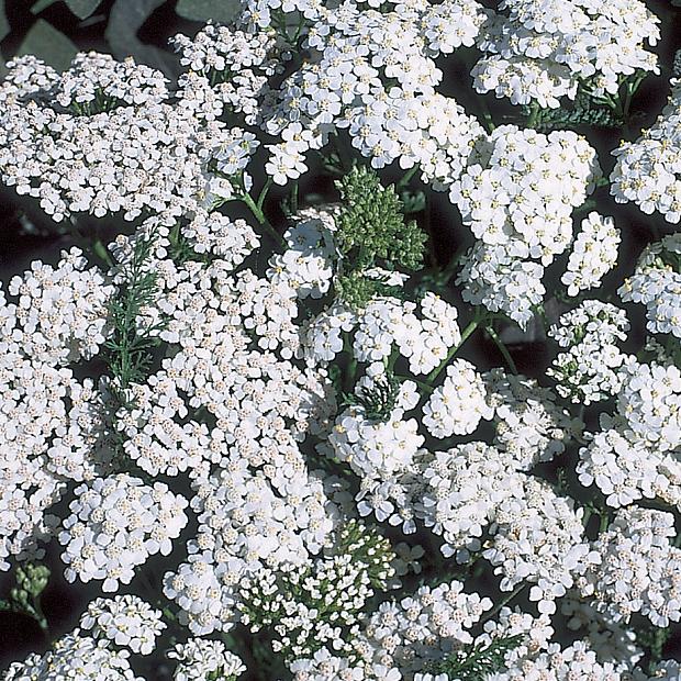 ACHILLEA millefolium 'New Vintage White' (='Balvinwite'), Yarrow, New Vintage Series