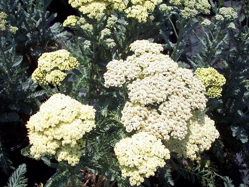 ACHILLEA Anthea (= 'Anblo'), Yarrow, Milfoil (Blooms of Bressingham)
