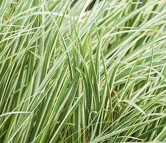 ACORUS gramineus variegatus, White Striped Japanese or Grassy Sweet Flag