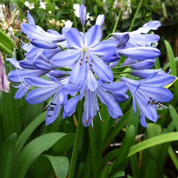 AGAPANTHUS 'Blue Heaven', Lily-of-the-Nile