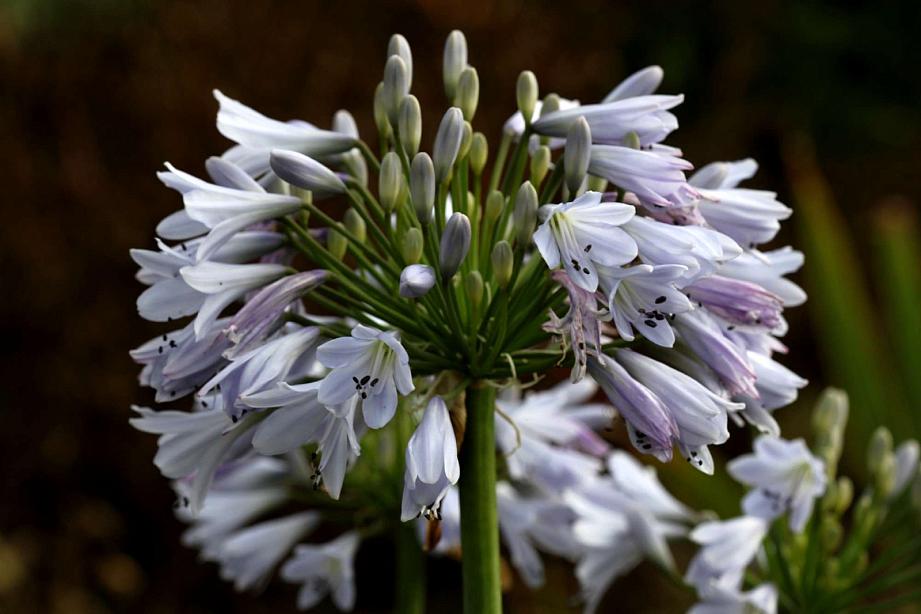 AGAPANTHUS 'Blue Moon' (syn. A. praecox ssp. Orientalis 'Blue Moon'), Lily-of-the-Nile