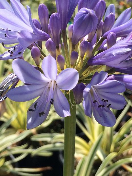 AGAPANTHUS africanus cv 'Ponto's Queen of the Nile', Lily-of-the-Nile