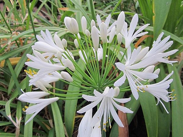AGAPANTHUS 'White Heaven', Lily-of-the-Nile