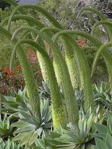 AGAVE attenuata, Fox Tail Agave