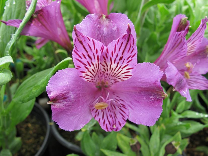 ALSTROEMERIA Euro Spec 'Azula', Peruvian Lily, Butterfly Lily