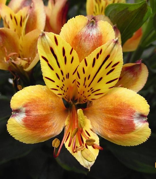 ALSTROEMERIA 'Inticancha Summer Breeze', Peruvian Lily