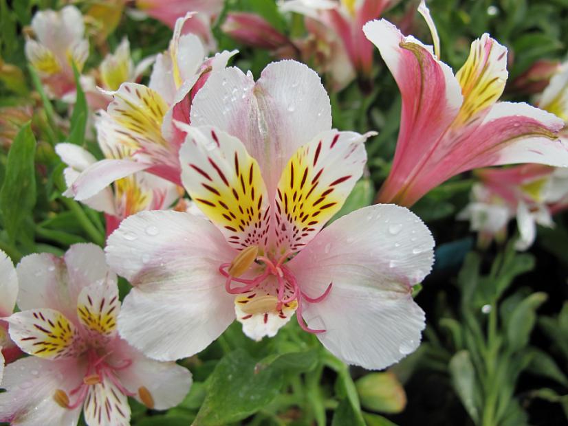 ALSTROEMERIA 'Nearly White', Butterfly Lilies