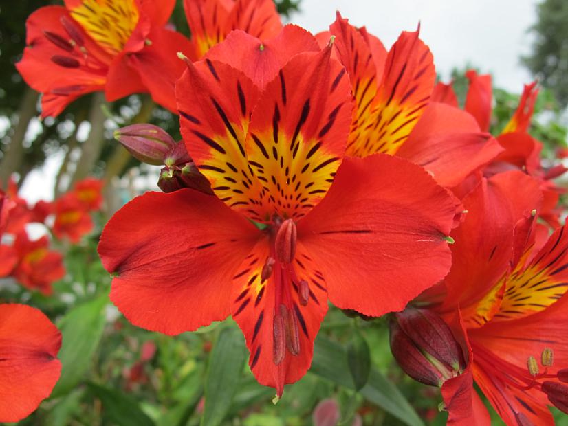 ALSTROEMERIA 'Red Sensation', Peruvian Lily