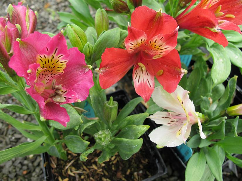 ALSTROEMERIA 'The Premier Series', Butterfly Lily, Peruvian Lily