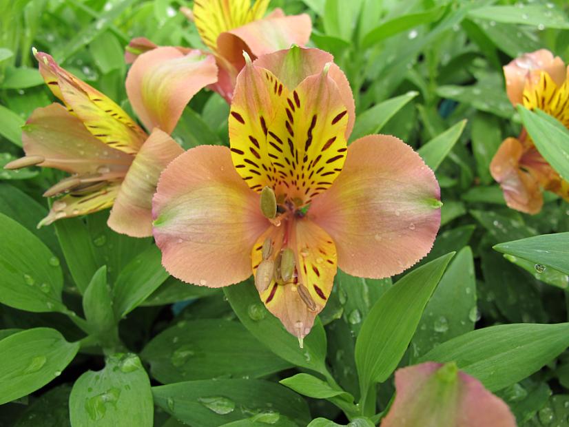 ALSTROEMERIA 'Third Harmonic', Butterfly Lily, Peruvian Lily