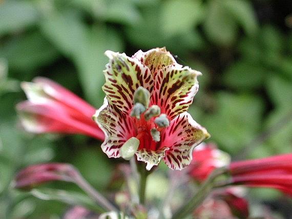 ALSTROEMERIA psittacina variegata, Variegated Chilean Lily