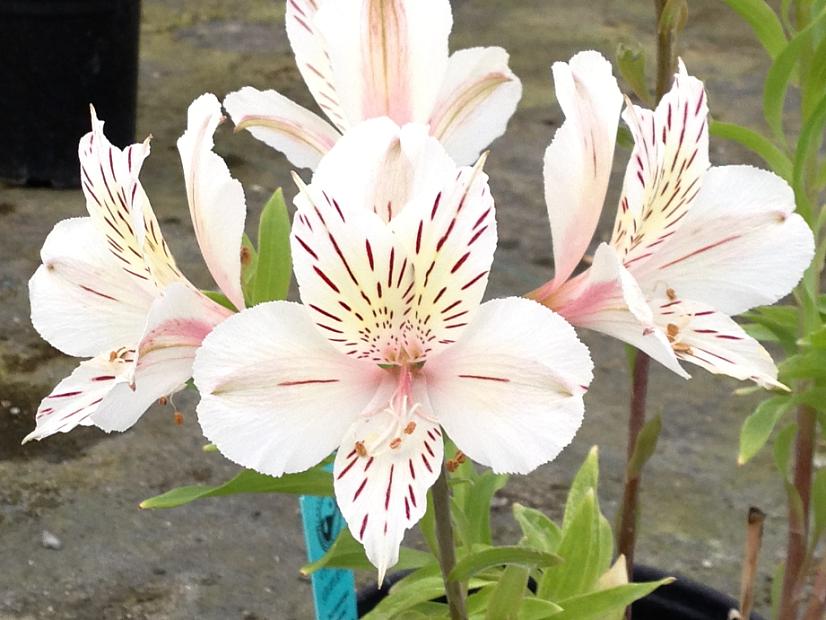 ALSTROEMERIA 'Florist White', Peruvian Lily
