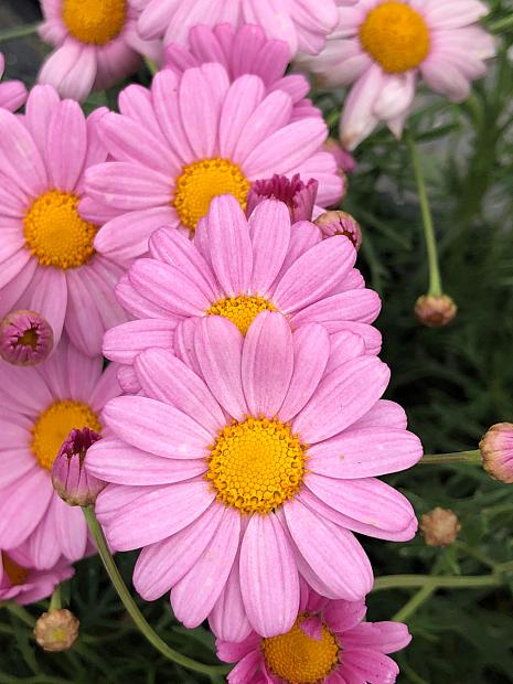 ARGYRANTHEMUM frutescens Daisy Crazy 'Summit Dark Pink', Marguerite Daisy