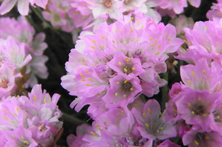 ARMERIA caespitosa (syn. A. juniperifolia), Dwarf Thrift, Sea Pink