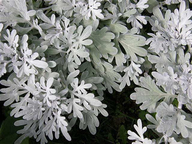 ARTEMISIA stelleriana 'Silver Brocade', Dusty Miller, Ghost Plant, Mugwort, Wormwood