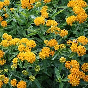 ASCLEPIAS tuberosa 'Hello Yellow', Butterfly Weed, Pleurisy Root