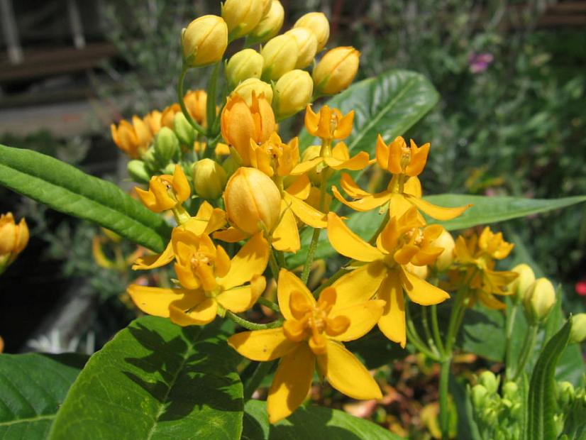 ASCLEPIAS curassavica 'Silky Gold', Bloodflower
