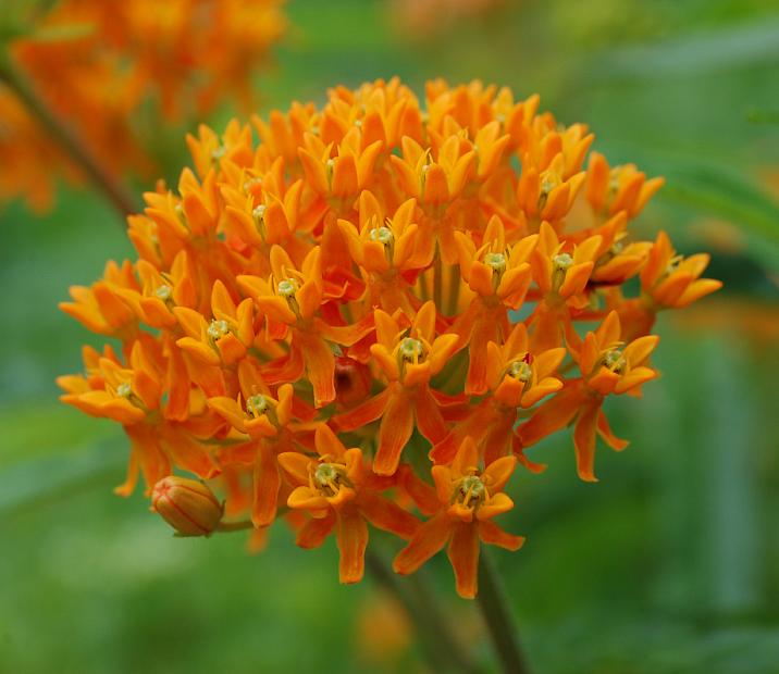 ASCLEPIAS tuberosa, Butterfly Weed, Pleurisy Root