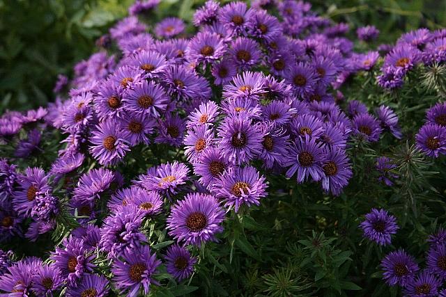 ASTER 'Purple Dome' (syn. SYMPHYOTRICHUM 'Purple Dome'), New England Aster