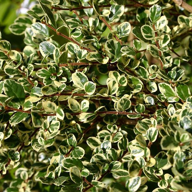 AZARA integrifolia 'Variegata', Azara