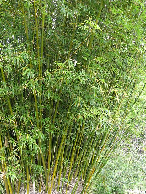 BAMBUSA multiplex, Clumping Bamboo
