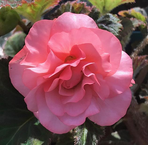 BEGONIA hybrid 'SweetSpice English Rose', SweetSpice Series