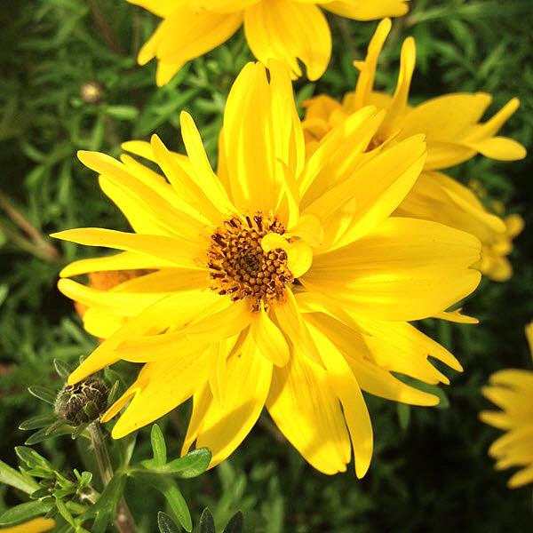 BIDENS ferulifolia 'Bee Super Joy', Bidens