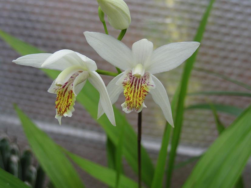 BLETILLA striata 'Alba', Chinese Ground Orchid