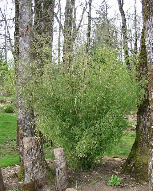 BORINDA angustissima (Clumping Bamboo), Clumping Bamboo