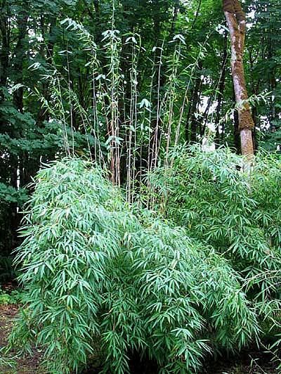 BORINDA macclureana (Clumping Bamboo), Clumping Bamboo