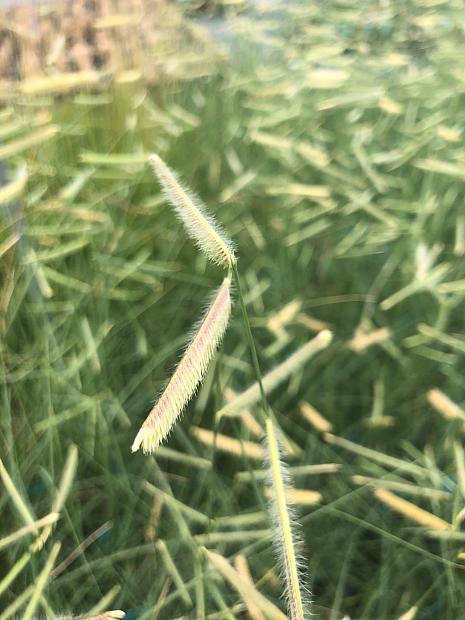 BOUTELOUA gracilis 'Blonde Ambition', Blue Grama Grass, Mosquito Grass