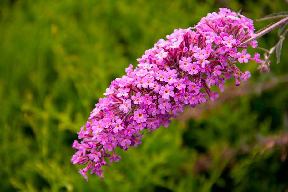BUDDLEJA x Flutterby Flow ('Podaras #12'), Butterfly or Lavender Nectar Bush, Summer Lilac