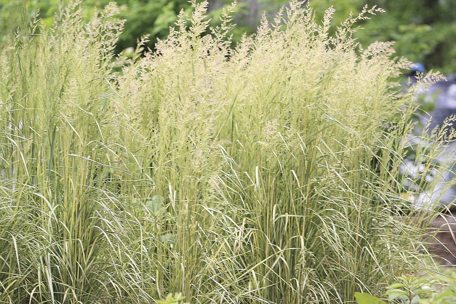 CALAMAGROSTIS x acutiflora 'Eldorado', Eldorado Feather Reed Grass
