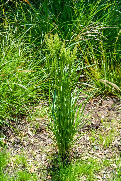 CALAMAGROSTIS koelerioides, Fire Reedgrass, Dense-pine Reedgrass