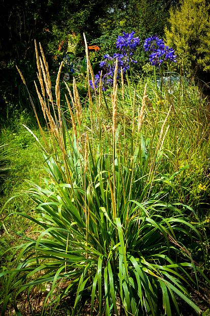 CALAMAGROSTIS nutkaensis 'The King', Pacific Reed Grass, Bunch Grass