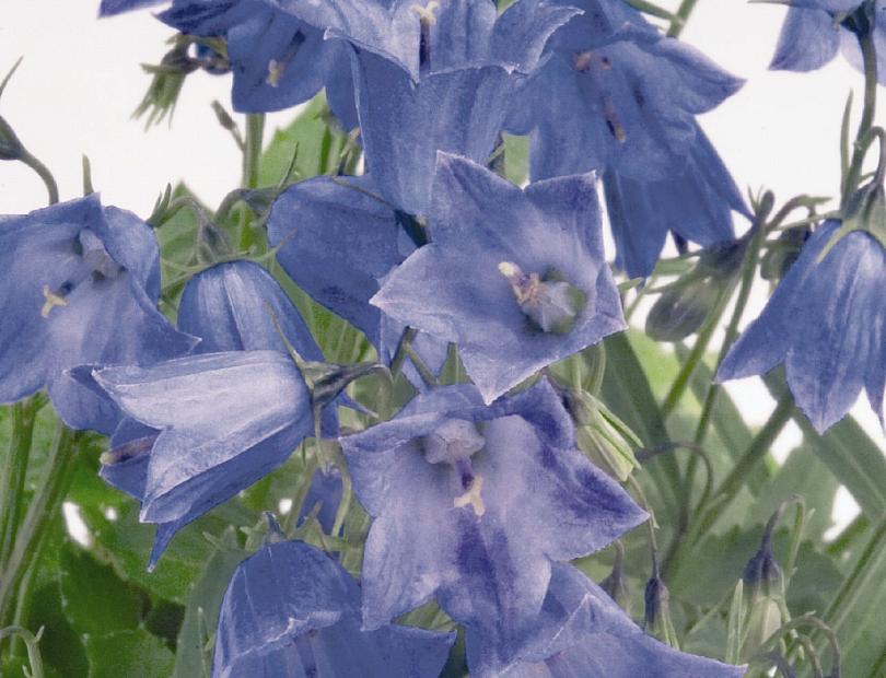 CAMPANULA cochlearifolia 'Alpine Breeze Blue', Spiral Bellflower, Fairy Thimbles