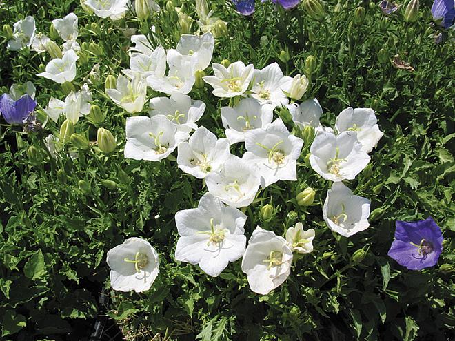 CAMPANULA carpatica 'White Clips', Tussock Bellflower, Carpathian Harebell