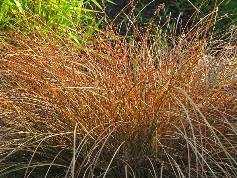 CAREX tenuiculmis 'Cappuccino', Sedge (Ornamental grass)